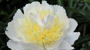 Honey Gold peony photo