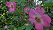 <i>Rosa</i> X <i>davidii</i> 'Fenja' rose photo