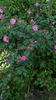 <i>Rosa</i> X <i>davidii</i> 'Fenja' rose photo