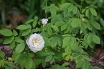 Lemon Blush rose photo