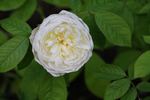 Lemon Blush rose photo
