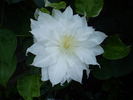 Arctic Queen clematis photo