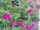 Smart Roadrunner ® rose photo