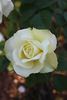 Lenny rose photo