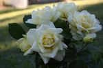 Lenny rose photo