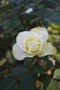 Lenny rose photo