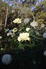 Lenny rose photo