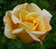 Soeur Thérèse rose photo