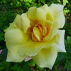 Soeur Thérèse rose photo