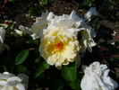 Jilly Cooper rose photo
