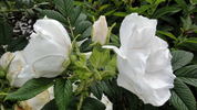 Schnee-Eule rose photo