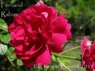 Fernand Rabier rose photo