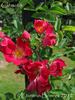 Clematis rose photo