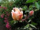 Elisa Robichon rose photo