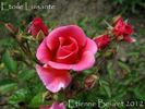 Étoile Luisante rose photo