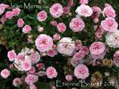 Jean Mermoz rose photo