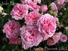Jean Mermoz rose photo