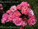 Mrs. W. H. Cutbush rose photo