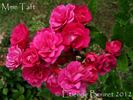 Madame Taft rose photo
