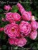 Madame François Graindorge rose photo