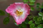 IW0-47-19 rose photo