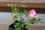 IW0-47-19 rose photo