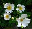 Sternenflor ® rose photo