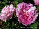 Perle des Panachées rose photo