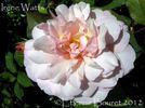 Irène Watts rose photo