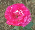 Blushing Yuki ™ rose photo