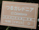 Caledonia, Cl. rose photo
