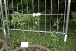Caledonia, Cl. rose photo