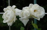 Caledonia, Cl. rose photo