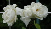 Caledonia, Cl. rose photo