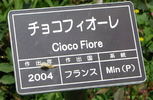 Cioccofiore rose photo