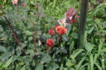 Cioccofiore rose photo