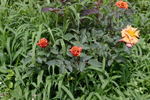 Cioccofiore rose photo