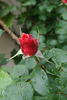 Emanuel Geibel rose photo