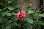 Emanuel Geibel rose photo