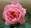 Emanuel Geibel rose photo