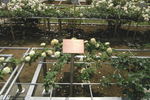 Emerald Isle rose photo