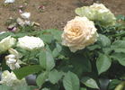 Emerald Isle rose photo