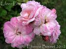 Eileen Low rose photo
