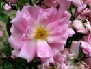 Radium rose photo