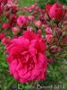Rosette rose photo