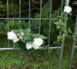 Climbing Frau Karl Druschki rose photo