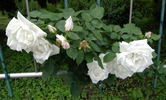 Climbing Frau Karl Druschki rose photo