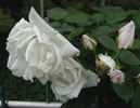 Climbing Frau Karl Druschki rose photo