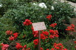 Gloire du Midi rose photo