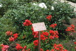 Gloire du Midi rose photo